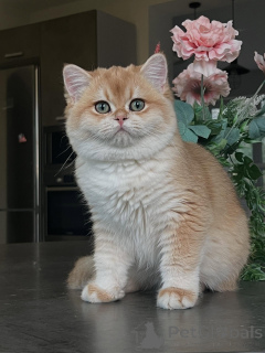 Photo №1. chat chinchilla - à vendre en ville de Hambourg | négocié | Annonce № 159473