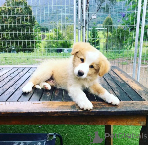 Photo №3. Aussie-welpen zur adoption Verfügbar. Allemagne