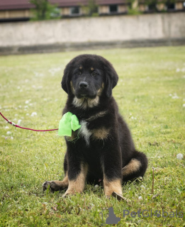 Photo №2 de l'annonce № 9583 de la vente dogue du tibet - acheter à Biélorussie de la fourrière