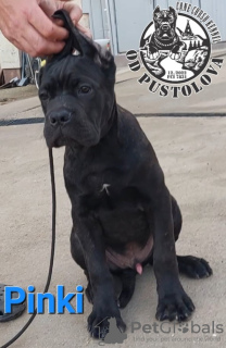 Photos supplémentaires: Chiots Cane Corso