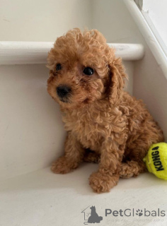 Photo №1. caniche (jouet) - à vendre en ville de Гамбург | négocié | Annonce №144430