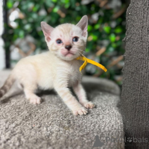 Photo №2 de l'annonce № 152718 de la vente bengal - acheter à Suisse annonce privée