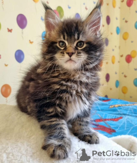 Photo №2 de l'annonce № 104309 de la vente maine coon - acheter à USA annonce privée