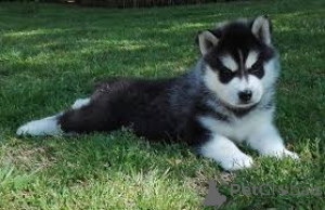 Photo №3. Chiots Husky de Sibérie prêt à rejoindre leurs nouvelles familles. France