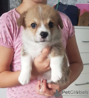 Photo №1. welsh corgi - à vendre en ville de Алмере | 2560€ | Annonce №106830