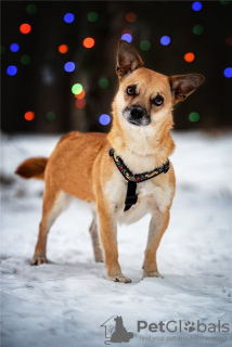 Photo №3. Le petit chien Suri est entre de bonnes mains.. Fédération de Russie