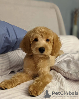 Photo №1. labradoodle - à vendre en ville de Братислава | Gratuit | Annonce №118203