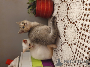 Photo №2 de l'annonce № 26653 de la vente british shorthair - acheter à Pologne éleveur