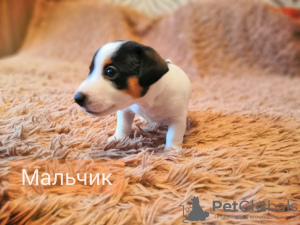 Photo №4. Je vais vendre jack russell terrier en ville de Omsk. annonce privée - prix - 222€