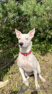 Photos supplémentaires: Leila, Blanche-Neige, cherche un foyer.