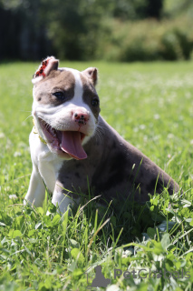 Photo №2 de l'annonce № 147528 de la vente american bully - acheter à Fédération de Russie de la fourrière