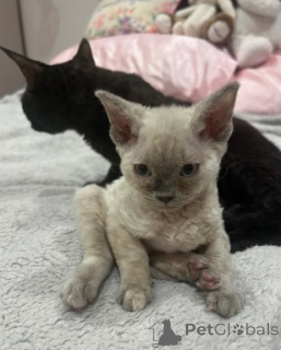 Photo №4. Je vais vendre devon rex en ville de Berlin. éleveur - prix - 750€