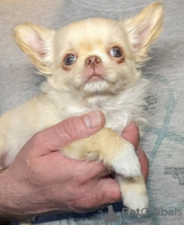 Photo №3. Adorable chiot chihuahua. Allemagne