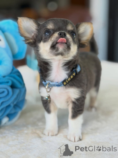 Photo №3. Chiot Chihuahua disponible à l'adoption. République Tchèque