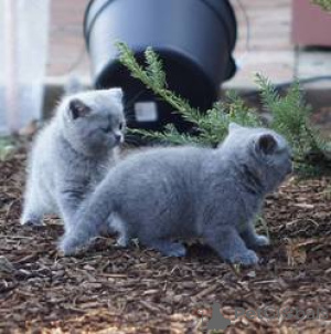 Photo №1. british shorthair - à vendre en ville de Arnsberg | 300€ | Annonce № 155677