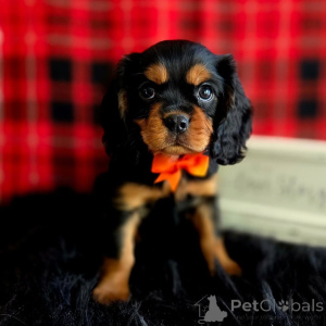 Photo №1. cavalier king charles spaniel - à vendre en ville de Dalarna | négocié | Annonce №155575