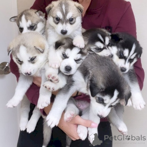 Photo №1. husky de sibérie - à vendre en ville de Fort Lee | 872€ | Annonce №157282