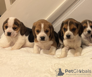 Photo №1. beagle - à vendre en ville de Munich | 1000€ | Annonce №130889