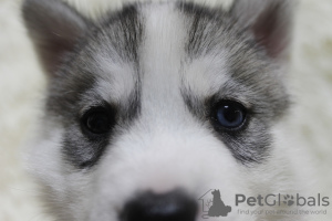 Photos supplémentaires: Chiots Husky sibérien