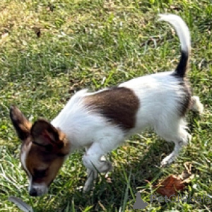 Photo №4. Je vais vendre papillon en ville de Berlin. annonce privée - prix - 500€