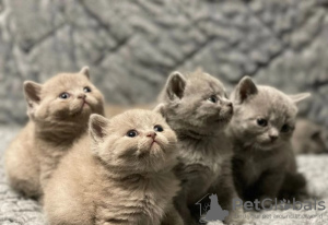 Photo №1. british shorthair - à vendre en ville de Oslo | Gratuit | Annonce № 127200