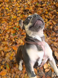 Photo №3. Audacieux, courageux et débordant de personnalité, Brunos a cette confiance. Luxembourg
