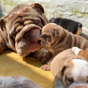 Photo №2 de l'annonce № 114198 de la vente bulldog anglais - acheter à Allemagne éleveur