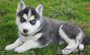 Photo №1. husky de sibérie - à vendre en ville de Heinävesi | négocié | Annonce №173984