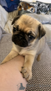 Photo №1. puggle - à vendre en ville de Berlin | 420€ | Annonce №90368