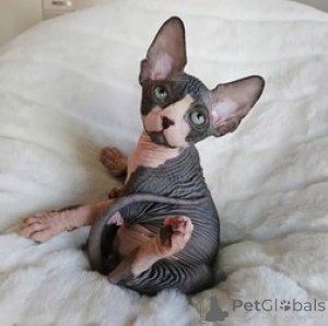Photo №1. sphynx - à vendre en ville de Gheant | Gratuit | Annonce № 154164