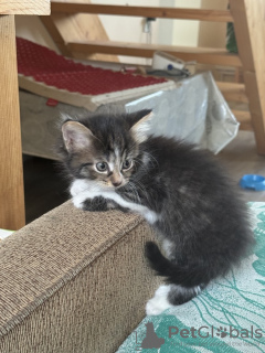 Photos supplémentaires: Des chatons entre de bonnes mains.