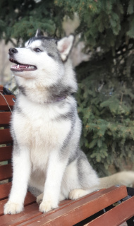 Photo №3. Fille de vente Husky Sibérien.. Fédération de Russie