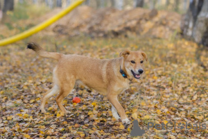 Photo №2 de l'annonce № 29509 de la vente chien bâtard - acheter à Fédération de Russie de l'abri