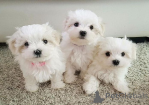 Photo №1. bichon maltais - à vendre en ville de Munich | 450€ | Annonce №41588