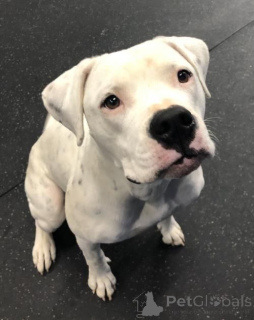 Photo №2 de l'annonce № 157878 de la vente bouledogue américain - acheter à Allemagne de l'abri, éleveur