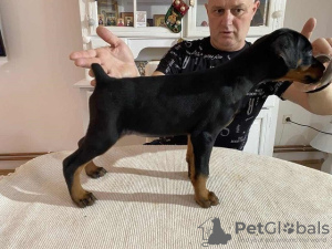 Photo №3. Chiots DOBERMAN. Serbie