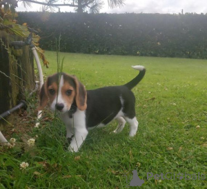 Photo №2 de l'annonce № 159988 de la vente beagle - acheter à Lituanie annonce privée
