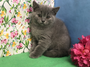 Photo №4. Je vais vendre british shorthair en ville de Samara. de la fourrière, éleveur - prix - 305€