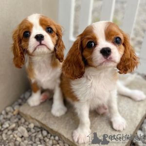 Photo №1. cavalier king charles spaniel - à vendre en ville de Bruxelles | négocié | Annonce №124792