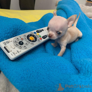 Photo №1. chihuahua - à vendre en ville de Chicago | 372€ | Annonce №138071