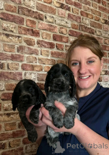 Photo №1. cocker spaniel anglais - à vendre en ville de Berlin | 1000€ | Annonce №139065