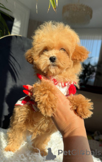 Photo №3. Petit garçon maltais. Allemagne