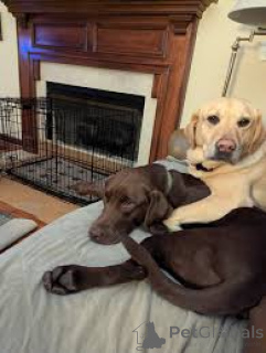 Photo №1. labrador retriever - à vendre en ville de Amsterdam | Gratuit | Annonce №162425