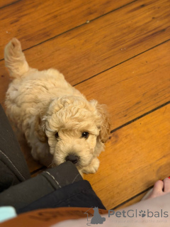 Photo №2 de l'annonce № 163954 de la vente border collie - acheter à USA annonce privée