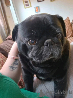 Photo №2 de l'annonce № 138767 de la vente carlin - acheter à Australie annonce privée