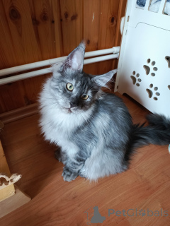 Photo №2 de l'annonce № 140006 de la vente maine coon - acheter à Fédération de Russie de la fourrière