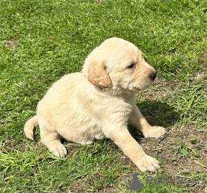 Photo №1. labradoodle - à vendre en ville de Biefeld | 350€ | Annonce №153470