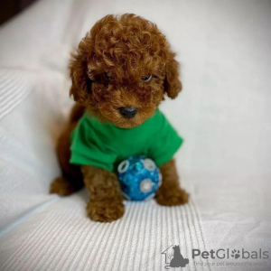 Photo №3. Magnifiques chiots Cavapoo pour les nouvelles maisons.. Suède