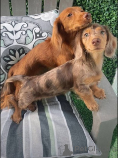 Photo №3. Adorables chiots teckels miniatures. Pays Bas