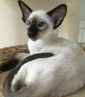 Photo №1. oriental shorthair - à vendre en ville de Orenburg | 801€ | Annonce № 116302